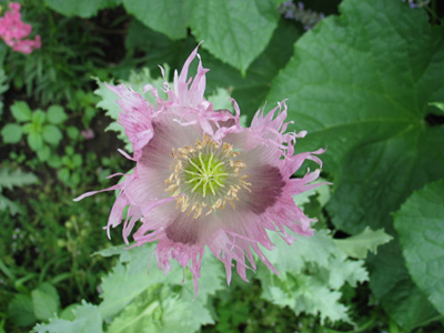 poppy growing at Horsetail Herbs