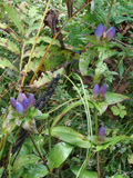 Bottle Gentian growing at Horsetail Herbs