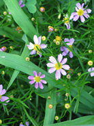 Coreopsis plant in bloom