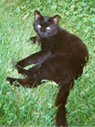 Kelley Robie's cat Henry