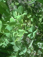 Lemon vetch or sheep's sorrel?