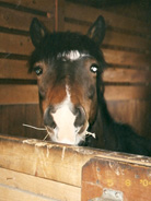 Kelley Robie's horse Spike